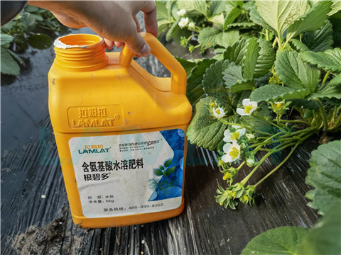 水溶肥，拉姆拉，翠姆