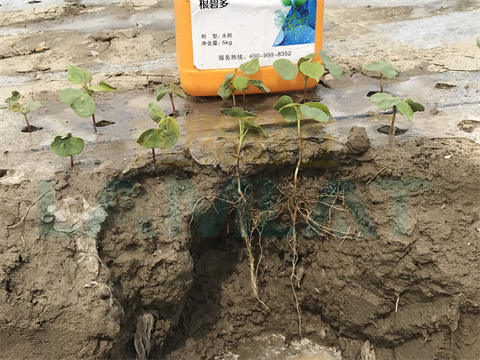 水溶肥，拉姆拉，翠姆