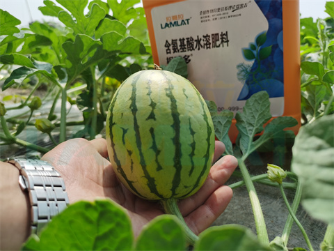 水溶肥，拉姆拉，翠姆