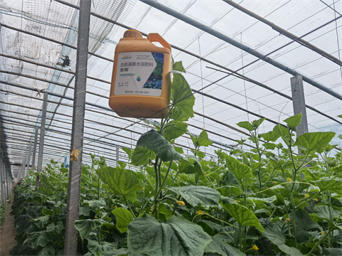 水溶肥，翠姆，拉姆拉