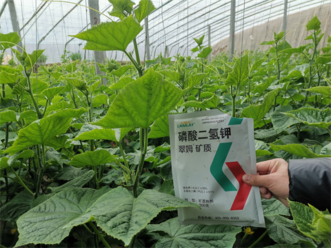 水溶肥，翠姆，拉姆拉