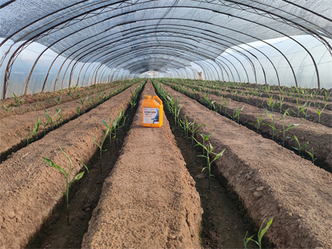 魚蛋白水溶肥,翠姆,大姜 魚蛋白水溶肥,翠姆,大姜