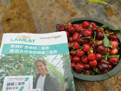 水溶肥,翠姆,櫻桃水溶肥 水溶肥,翠姆,櫻桃水溶肥