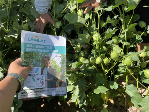 葉面肥,翠姆,拉姆拉水溶肥 葉面肥,翠姆,拉姆拉水溶肥