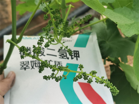 葉面肥,翠姆,拉姆拉水溶肥 葉面肥,翠姆,拉姆拉水溶肥