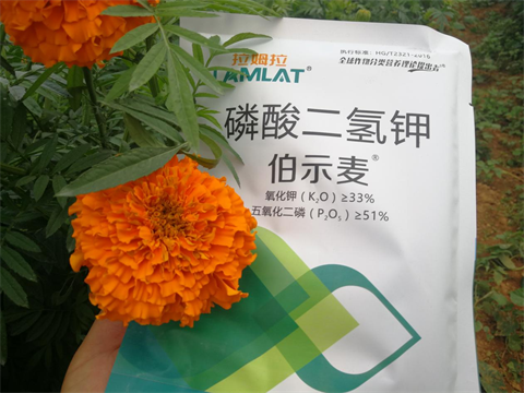 水溶肥,伯示麥,萬壽菊種植技術(shù) 水溶肥,伯示麥,萬壽菊種植技術(shù)