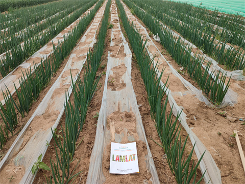 水溶肥廠家,翠姆,大蔥種植 水溶肥廠家,翠姆,大蔥種植