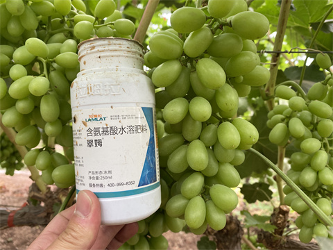 水溶肥廠家,翠姆,水溶肥品牌 水溶肥廠家,翠姆,水溶肥品牌