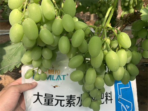 水溶肥品牌,翠姆,葡萄水溶肥 水溶肥品牌,翠姆,葡萄水溶肥