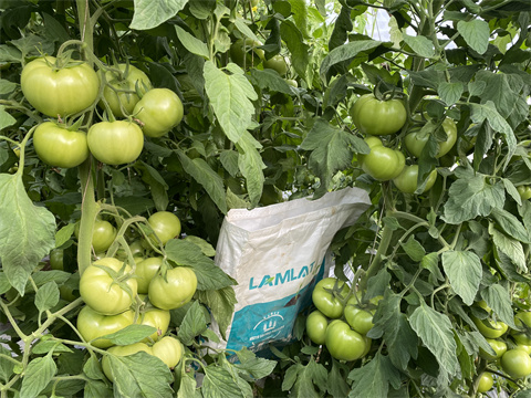 水溶肥品牌,翠姆,西紅柿水溶肥 水溶肥品牌,翠姆,西紅柿水溶肥