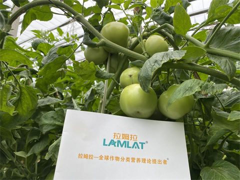 水溶肥,翠姆,西紅柿盛果期管理 水溶肥,翠姆,西紅柿盛果期管理