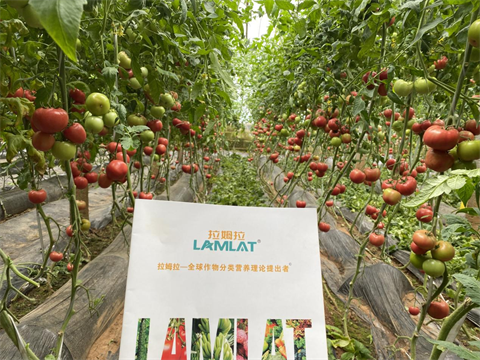 水溶肥,翠姆,西紅柿盛果期管理 水溶肥,翠姆,西紅柿盛果期管理