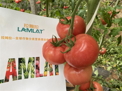 水溶肥,翠姆,西紅柿盛果期管理 水溶肥,翠姆,西紅柿盛果期管理