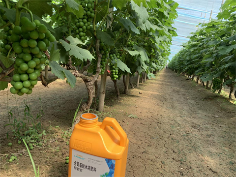 水溶肥,翠姆,葡萄水溶肥 水溶肥,翠姆,葡萄水溶肥