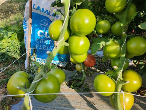 水溶肥廠家,翠姆,西紅柿種植 水溶肥廠家,翠姆,西紅柿種植