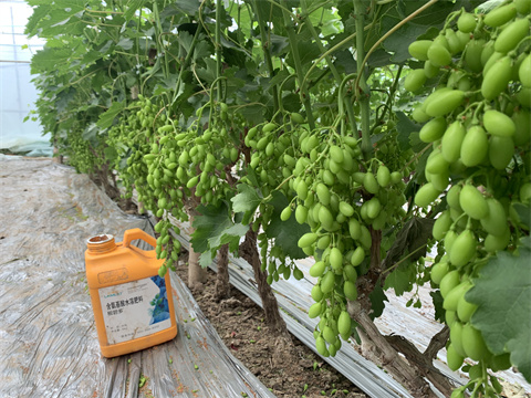 水溶肥,翠姆,葡萄種植 水溶肥,翠姆,葡萄種植