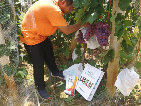 水溶肥,翠姆,葡萄著色期管理 水溶肥,翠姆,葡萄著色期管理