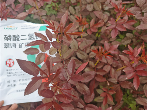 磷酸二氫鉀,翠姆,玫瑰花種植 磷酸二氫鉀,翠姆,玫瑰花種植