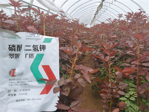 磷酸二氫鉀,翠姆,玫瑰花種植 磷酸二氫鉀,翠姆,玫瑰花種植