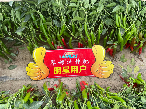 水溶肥,翠姆,辣椒種植 水溶肥,翠姆,辣椒種植