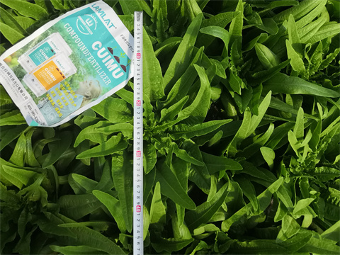 水溶肥,翠姆,拉姆拉 水溶肥,翠姆,拉姆拉