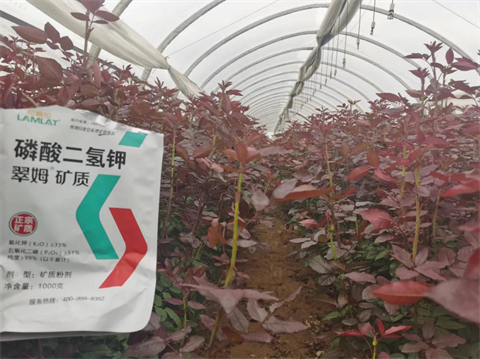 磷酸二氫鉀,翠姆,花卉水溶肥 磷酸二氫鉀,翠姆,花卉水溶肥