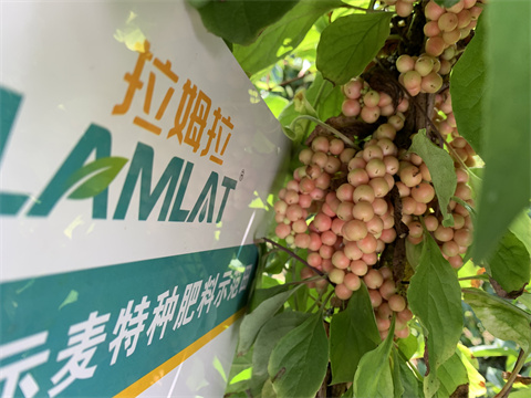 水溶肥價(jià)格,伯示麥,拉姆拉 水溶肥價(jià)格,伯示麥,拉姆拉