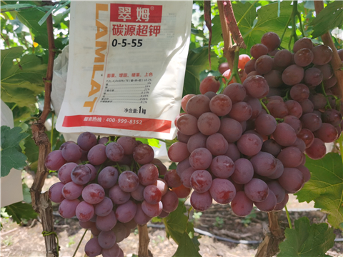 水溶肥廠家,翠姆,葡萄水溶肥 水溶肥廠家,翠姆,葡萄水溶肥