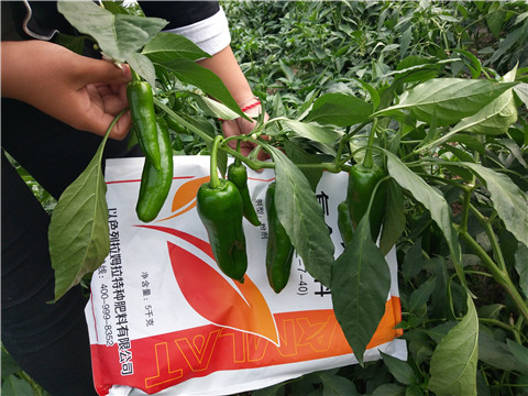 水溶肥廠家,翠姆,辣椒水溶肥 水溶肥廠家,翠姆,辣椒水溶肥