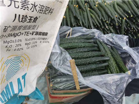水溶肥,翠姆,黃瓜種植 水溶肥,翠姆,黃瓜種植