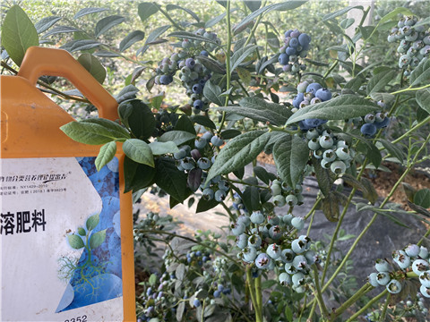 水溶肥廠家,翠姆,藍(lán)莓水溶肥 水溶肥廠家,翠姆,藍(lán)莓水溶肥