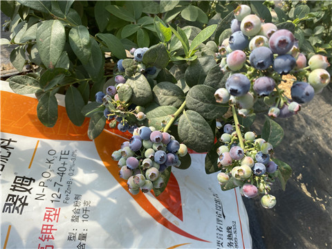 水溶肥廠家,翠姆,藍(lán)莓水溶肥 水溶肥廠家,翠姆,藍(lán)莓水溶肥