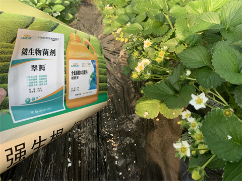 水溶肥價(jià)格，翠姆，草莓水溶肥