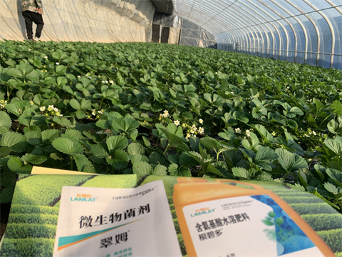水溶肥價(jià)格，翠姆，草莓水溶肥