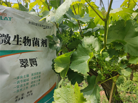 微生物菌劑,翠姆,拉姆拉 微生物菌劑,翠姆,拉姆拉