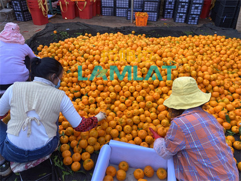 水溶肥,翠姆,椪柑種植 水溶肥,翠姆,椪柑種植