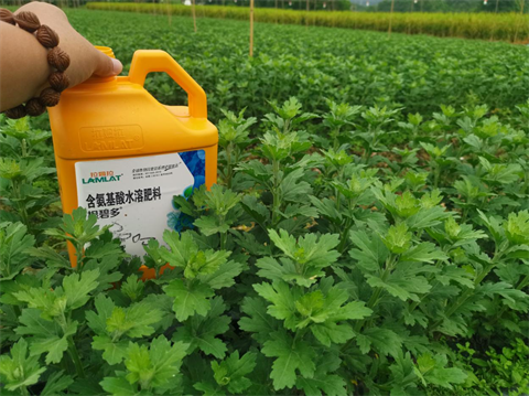菊花種植,水溶肥廠家，翠姆