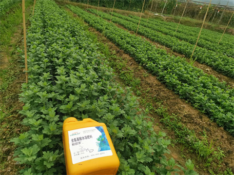 菊花種植,水溶肥廠家，翠姆